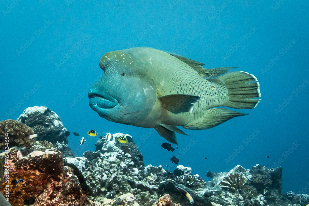 Obraz premium Napoleaon fish, humphead wrasse, French Polynesia
