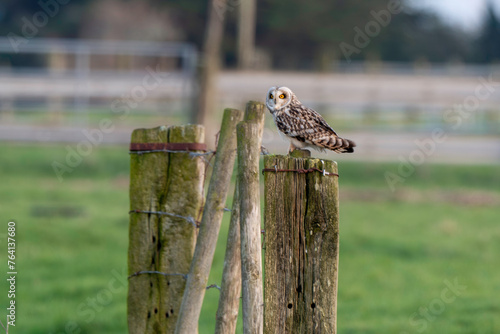 Hibou des marais, Hibou brachyote, Asio flammeus, Short eared Owl, region Pays de Loire; marais Breton; 85, Vendée, Loire Atlantique, France photo