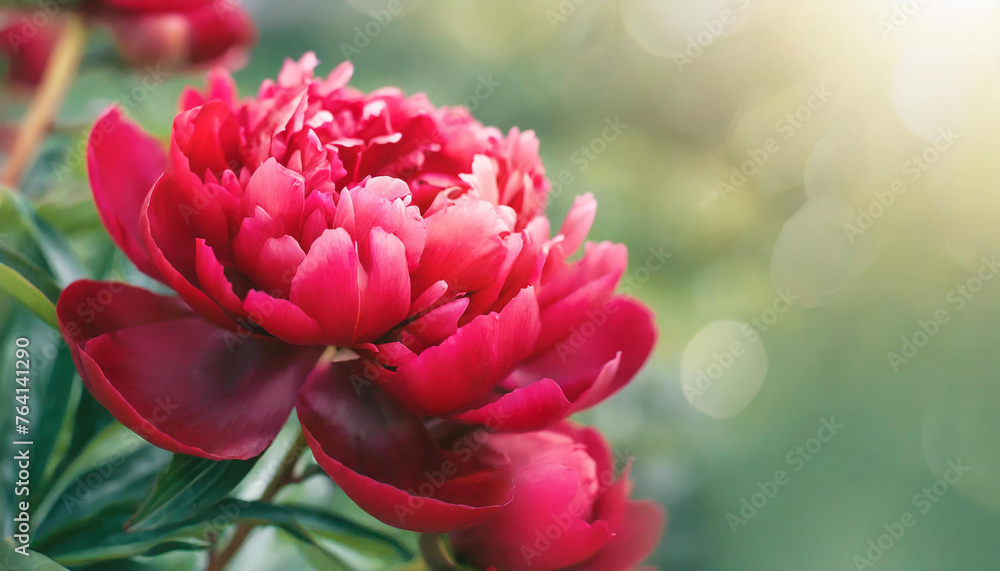 Elegant red peonies. Cute flowers. Spring season. Beautiful floral banner with blurred background Elegant red peonies. Cute flowers. Spring season. Beautiful floral banner with blurred background