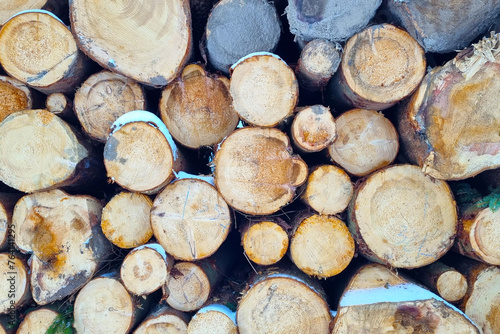 Stack of Cut Logs in a Pile