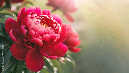 Elegant red peonies. Cute flowers. Spring season. Beautiful floral banner with blurred background
