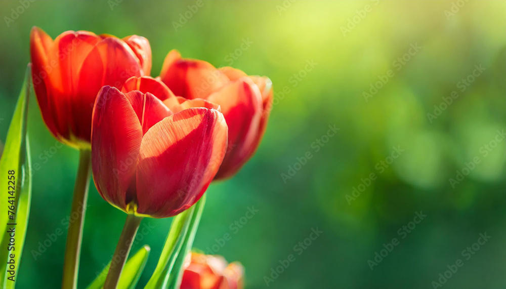 Elegant red tulips. Cute flowers. Spring season. Beautiful floral banner with blurred green background Elegant red tulips. Cute flowers. Spring season. Beautiful floral banner with blurred green background