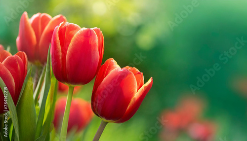 Elegant red tulips. Cute flowers. Spring season. Beautiful floral banner with blurred green background