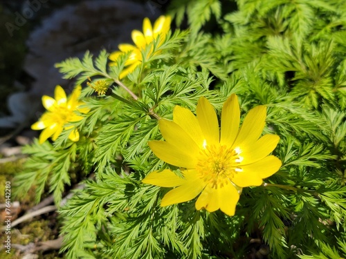 Obraz na płótnie Yellow amur adonis blooming in spring
