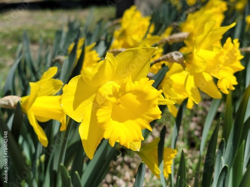 daffodil, yellow daffodil, flower, plant
