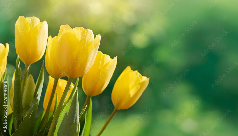 Elegant yellow tulips. Cute flowers. Spring season. Beautiful floral banner with blurred green background