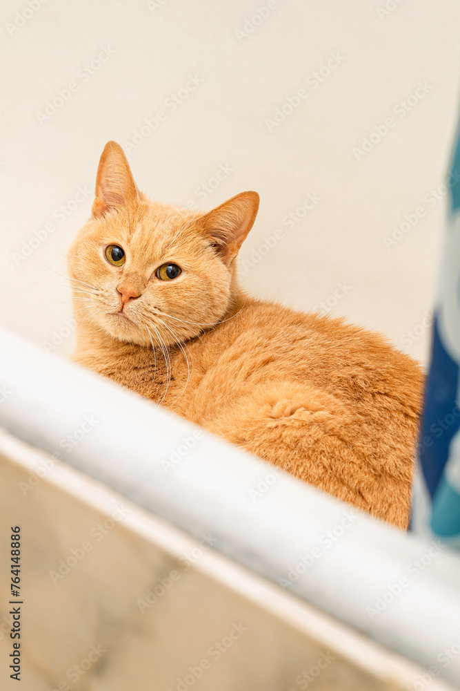 red cat sits in a white bath