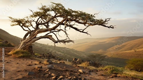 Resilient tree on rugged hillside epitomizes untamed wilderness and raw natural beauty