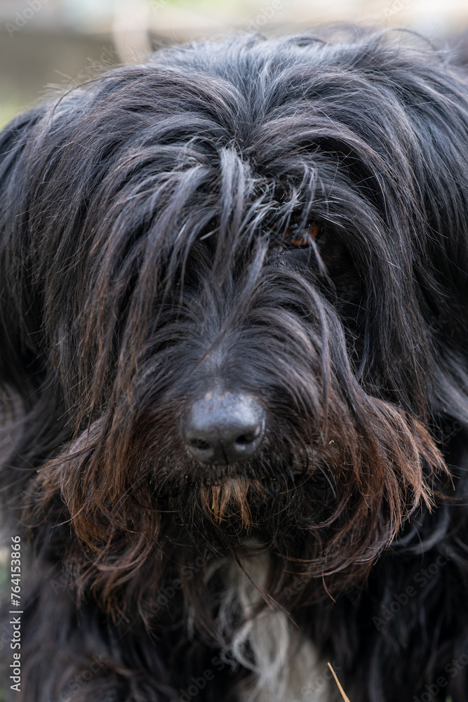 Black long-haired senior bitch portrait. Black long-haired senior bitch portrait.