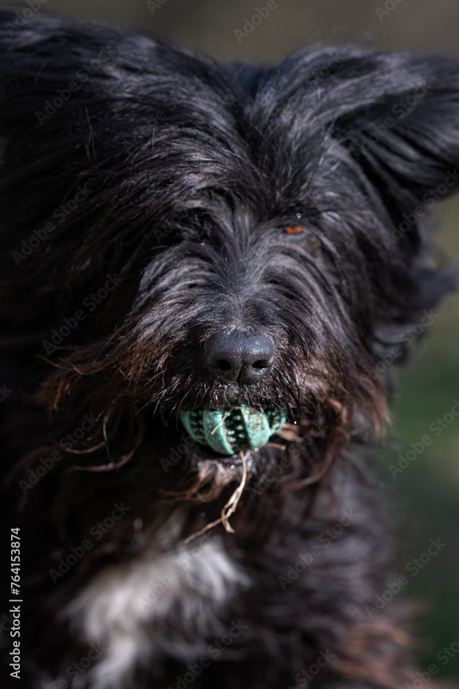 Black long-haired female close-up on the nose and holding a balloon.