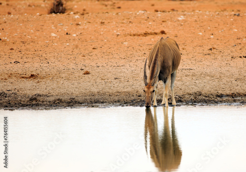 Close up of an Eland drinking from a small waterhole, with good water reflection.  These are very large antelopes and incredibly nervous.