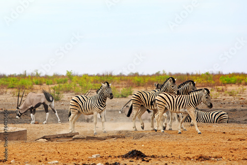 Small Herd of Zebra on the Dry Plains with a nice natural bush background