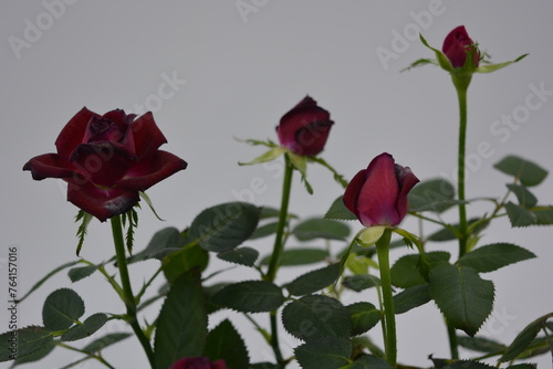 Festive bouquet of flowers  real live seedlings of dark red rose in a brown plastic pot.