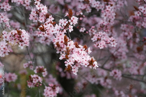 Branches of ornamental Pissardi plum blossoming with pink flowers, spring floral background. © Наталья Марная