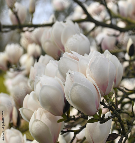 Beautiful close-up of a magnolia  flower photo