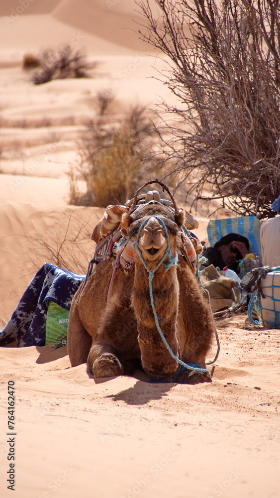 Fototapeta premium Dromedary camel (Camelus dromedarius) wearing a saddle on a camel trek, lying down in the Sahara Desert, outside of Douz, Tunisia