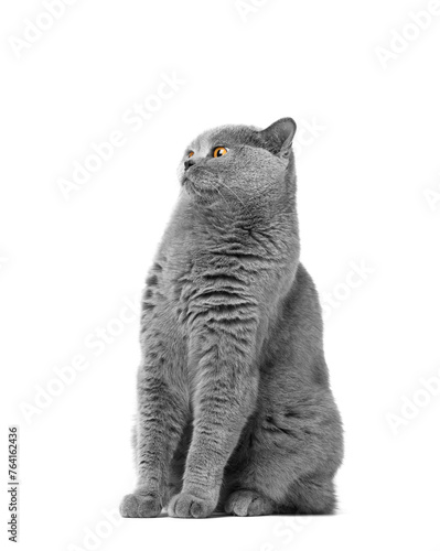 Purebred British Shorthair cat isolated on white background