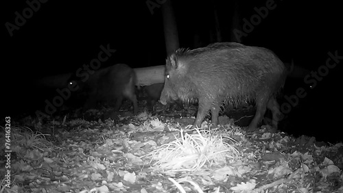 Wildschwein, Sus scrofa, nachts im Wald am Tümpel bei der Fellpflege, Wildkamera, Verhalten, Wildtier photo