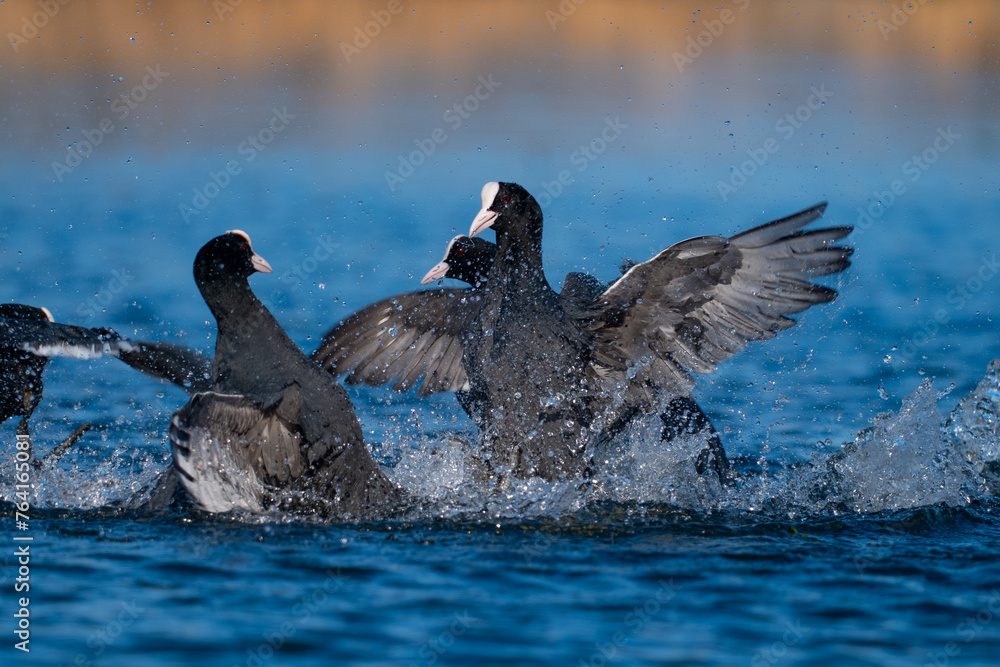 Fototapeta premium Coot ducks fighting for turf