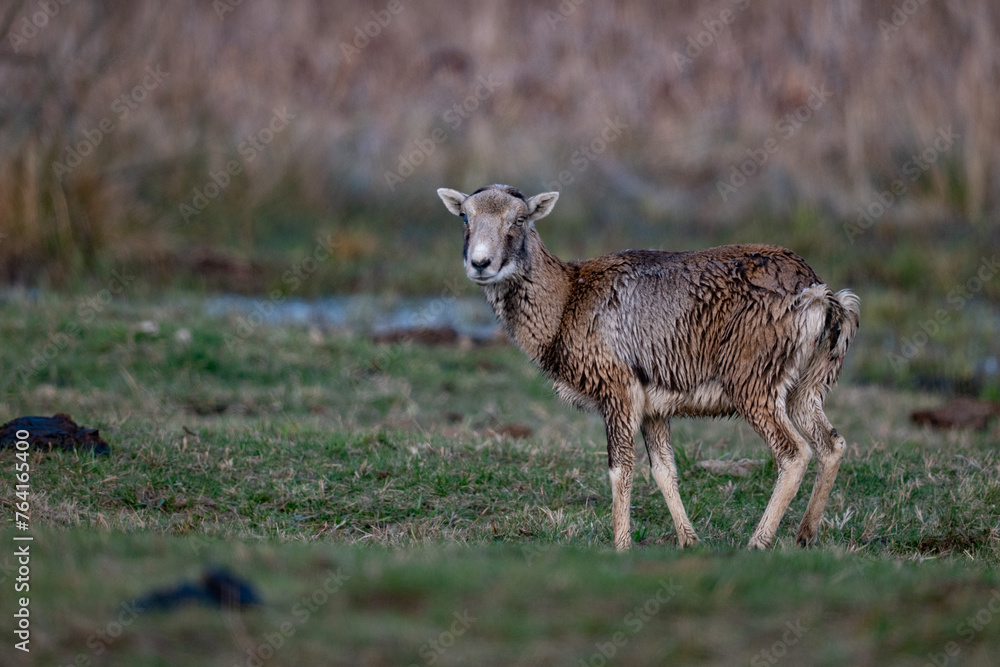 Mouflon (Ovis canadensis) standing in a field