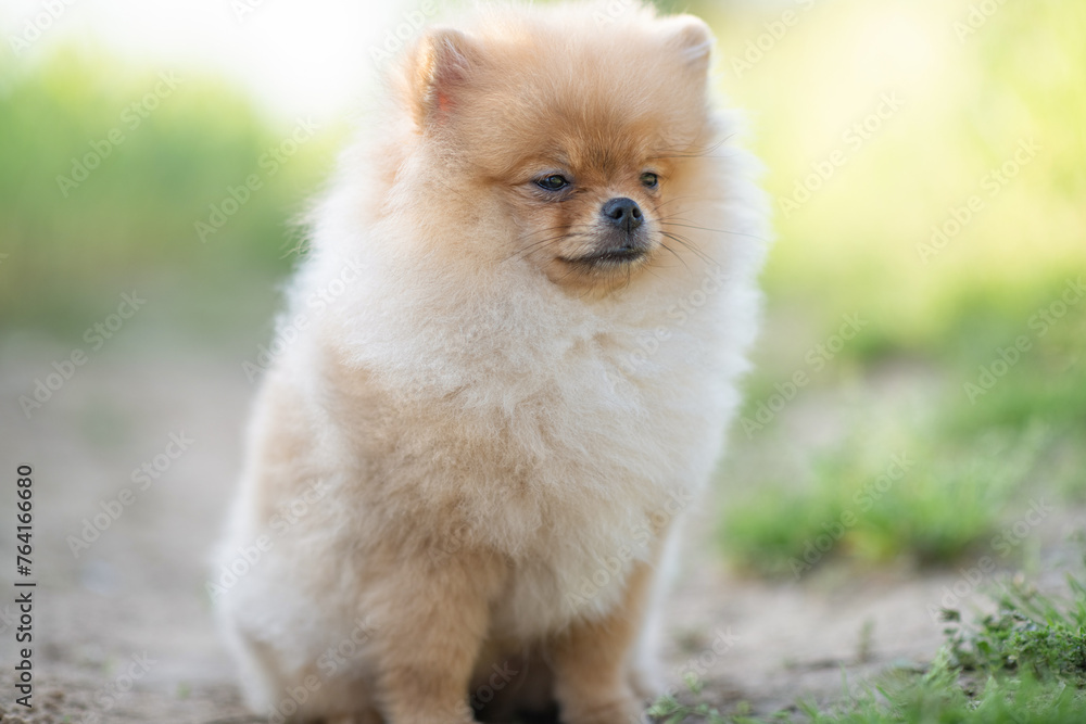 Portrait of a beautiful purebred spitz in a summer park. Portrait of a beautiful purebred spitz in a summer park.