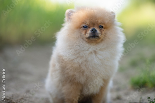 Portrait of a beautiful purebred spitz in a summer park.