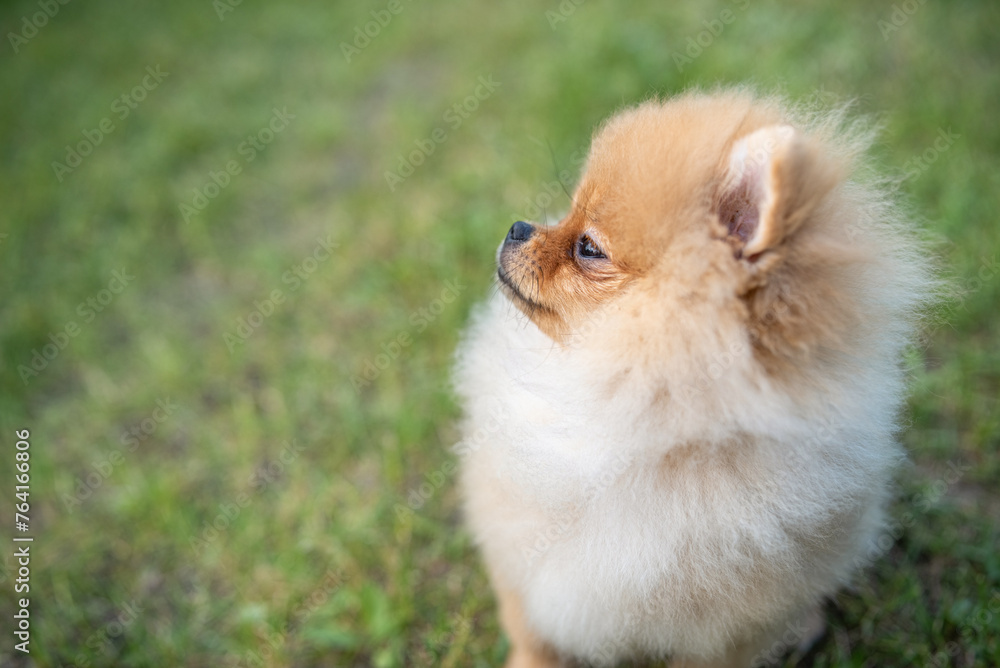 Portrait of a beautiful purebred spitz in a summer park. Portrait of a beautiful purebred spitz in a summer park.