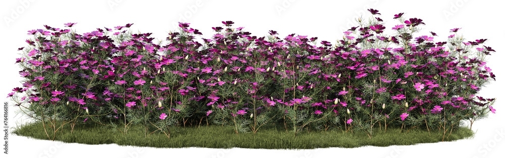 Cosmos flowers and grass field in nature, Wild flowres on garden in springtime, Tropical forest isolated on transparent background - PNG file, 3D rendering illustration Cosmos flowers and grass field in nature, Wild flowres on garden in springtime, Tropical forest isolated on transparent background - PNG file, 3D rendering illustration