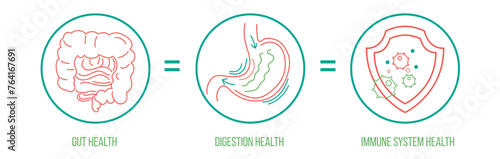 Gut - digestion - immune system health landscape poster. Useful infographic. Human internal organs connection. Editable vector illustration. Modern outline style. Medical, healthcare, scientific image