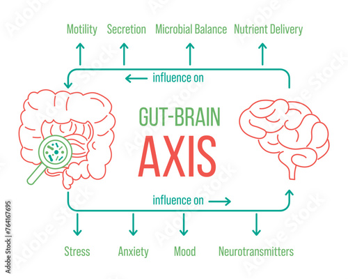 Gut - Brain AXIS landscape poster. Useful infographic. Human internal organs connection. Editable vector illustration. Modern outline style. Medical, healthcare, scientific concept