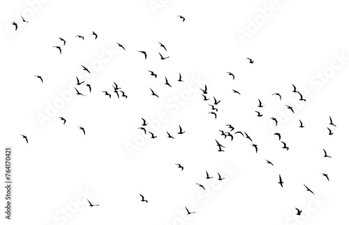 bird - flock of birds silhouette isolated on white clear background	 photo