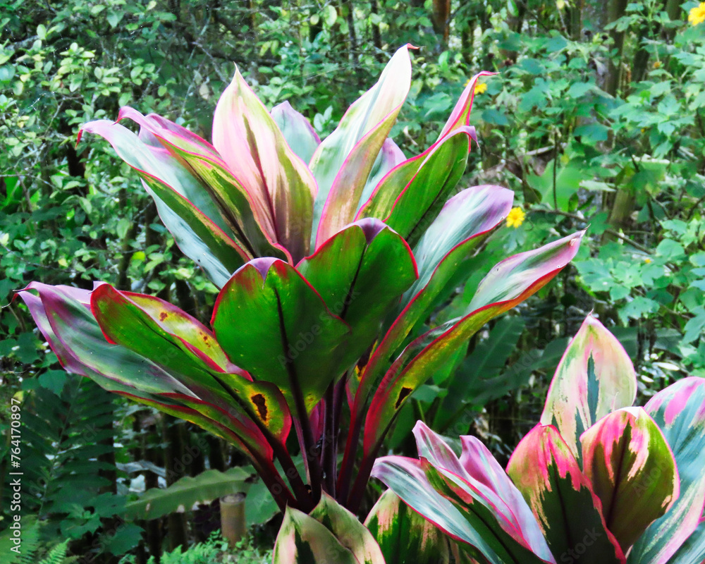 background of natural leaves of varied colors that give life and light to the beautiful garden. background of natural leaves of varied colors that give life and light to the beautiful garden.