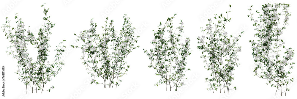 Set of Clematis Lanuginosa vine plant, Flowering vine for decorate wall and fence with isolated on transparent background. png file, 3d rendering illustration, clip art and cut Set of Clematis Lanuginosa vine plant, Flowering vine for decorate wall and fence with isolated on transparent background. png file, 3d rendering illustration, clip art and cut
