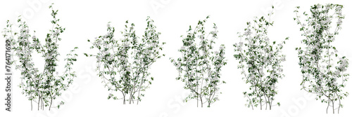 Set of Clematis Lanuginosa vine plant, Flowering vine for decorate wall and fence with isolated on transparent background. png file, 3d rendering illustration, clip art and cut