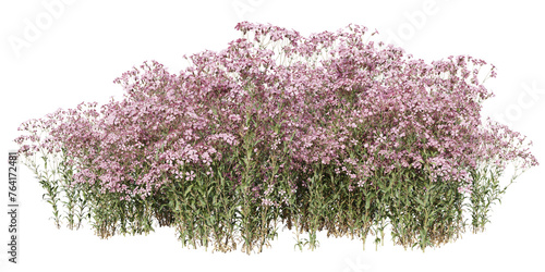 Pink Vaccaria hispanica plant or cowcockle flower in nature, Wild flowres on forest in springtime with isolated on transparent background - PNG file, 3D rendering illustration photo