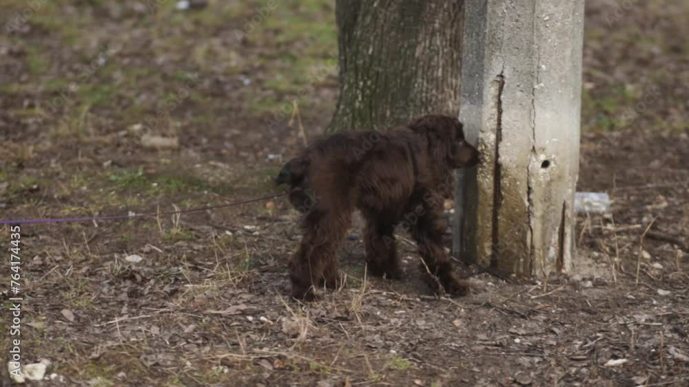 A young English Cocker Spaniel on a walk sniffs a lamppost that another dog has marked. A young dark brown English cocker spaniel on a leash in the park sniffs a lamppost. English cocker spaniel. A young English Cocker Spaniel on a walk sniffs a lamppost that another dog has marked. A young dark brown English cocker spaniel on a leash in the park sniffs a lamppost. English cocker spaniel.