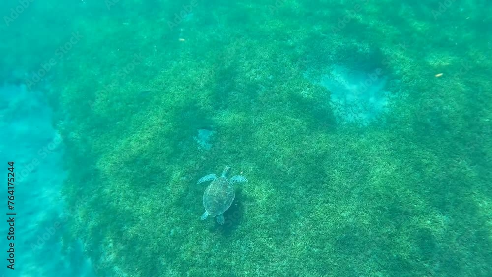Sea turtle swimming by the seabead, bottom of the caribbean sea, short undersea footage Sea turtle swimming by the seabead, bottom of the caribbean sea, short undersea footage