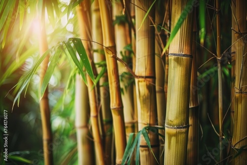 Bamboo - Natural and sustainable design background