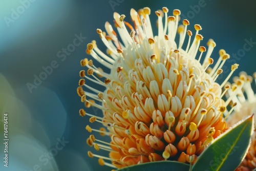 A detailed close-up view of a Banksia flower, showcasing its intricate patterns and textures, set against a softly blurred background. The flowers delicate petals and unique features are prominently d