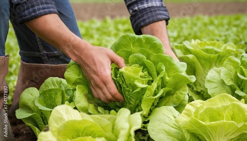 Farmer harvesting organic lettuce