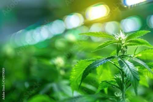 growing cannabis buds in led light beams