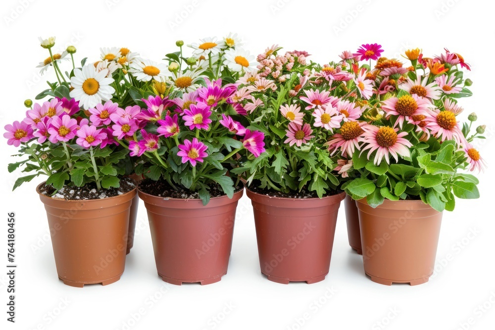 Potted flowers plants isolated on white background