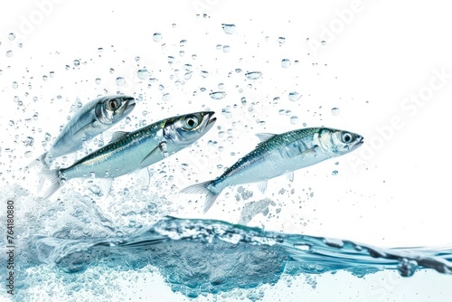 Sardine fish jumping out of water isolated on white background