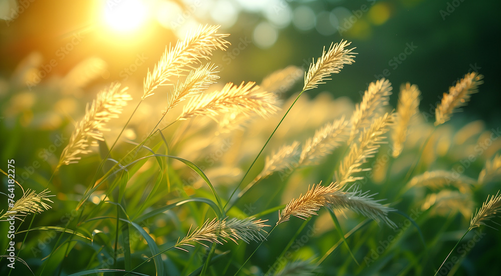 tall grass with light beige spikes swaying in the light wind, the natural perfection of the moment tall grass with light beige spikes swaying in the light wind, the natural perfection of the moment