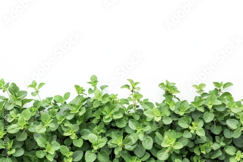 Oregano fresh and ripe herb food Isolated on white background © Igor