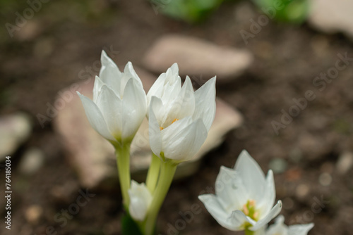 Colchicum Szovitsii flower in Saint Gallen in Switzerland photo