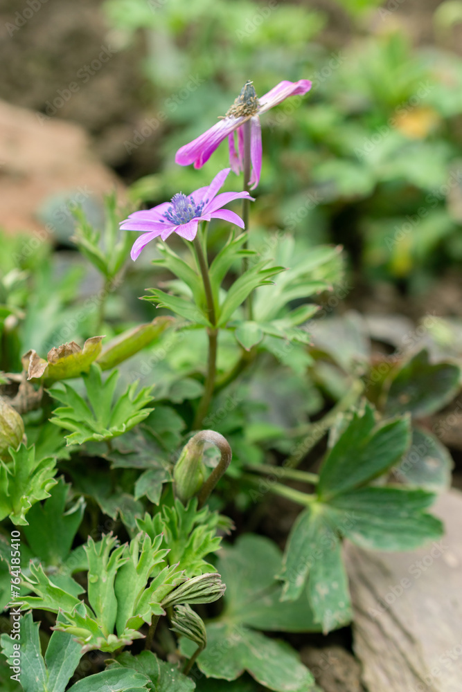 Broad leaved anemone or Anemone Hortensis flower in Saint Gallen in Switzerland Broad leaved anemone or Anemone Hortensis flower in Saint Gallen in Switzerland