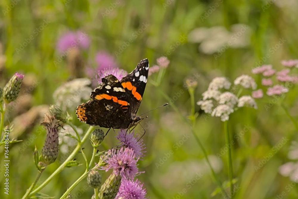 Admiral butterfly with pattern in orange, black and white on it`s wings on a flowers, selective focus with bokeh background - Vanessa atalanta Admiral butterfly with pattern in orange, black and white on it`s wings on a flowers, selective focus with bokeh background - Vanessa atalanta