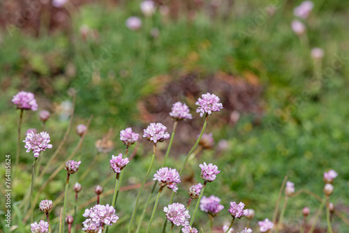 Portuguese coast wild flowers