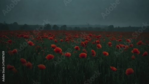 field of poppies